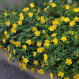 マンションの植え込みに植栽した例