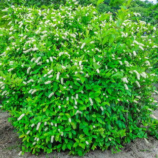 �Ԃ��̗ǂ��傫�ȃR�o�m�Y�C�i