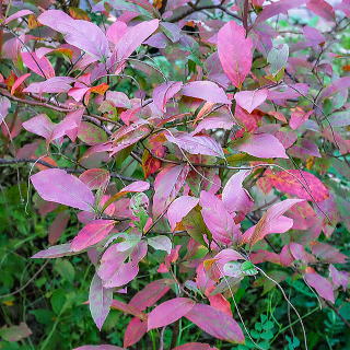 �R�o�m�Y�C�i�̍g�t