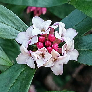 ジンチョウゲの花