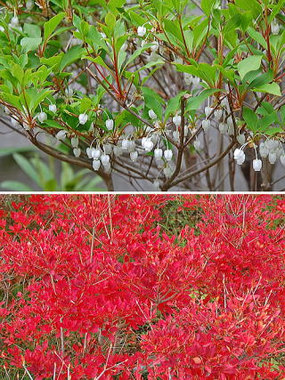 ドウダンツツジ 新・花と緑の詳しい図鑑