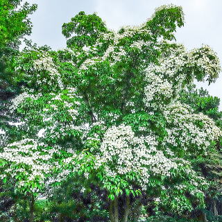 �z���R���G���V�X