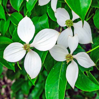 �z���R���G���V�X�̉�