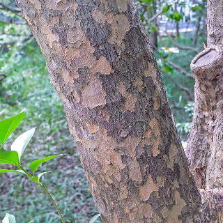 ���}�{�E�V�̎���