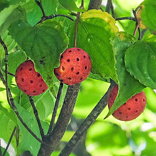 ���}�{�E�V�̎�