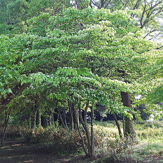 ���}�{�E�V�̎��R���`