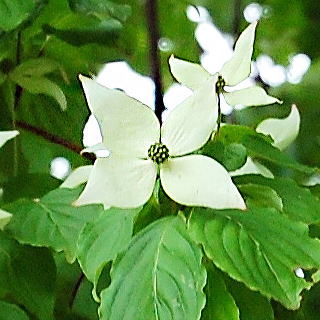 ���}�{�E�V�̉�