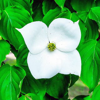 ���}�{�E�V�̉�