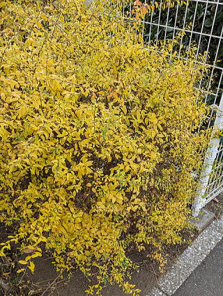 ユキヤナギの紅葉